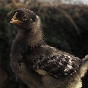 Cutest Baby Fowl Photo Contest 333.jpg