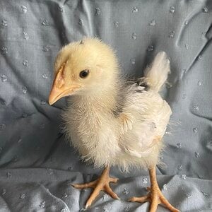 Cutest Baby Fowl Photo Contest 341.jpg