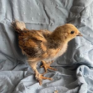 Cutest Baby Fowl Photo Contest 342.jpg