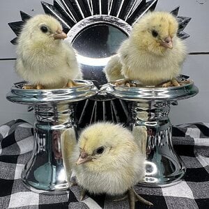 Cutest Baby Fowl Photo Contest 352.jpg