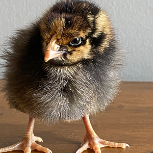Cutest Baby Fowl Photo Contest 358.png