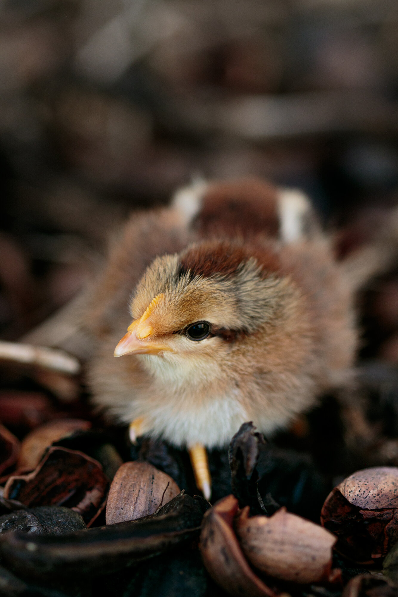 Cutest Baby Fowl Photo Contest 280.jpg