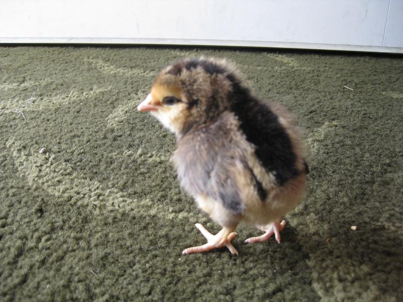 easter egger chick