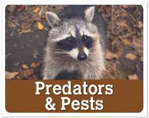Predators & Pests